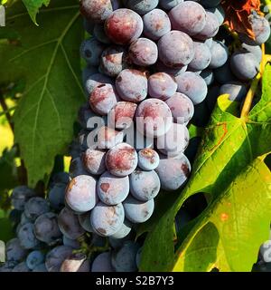 Mollige reife rote Trauben am Weinstock nur Reif für die Ernte Stockfoto