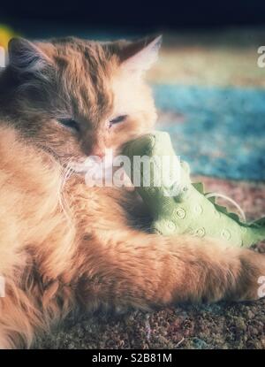 Portrait von Orange flauschige Katze holding Gefüllte grüne Krokodil Spielzeug Stockfoto