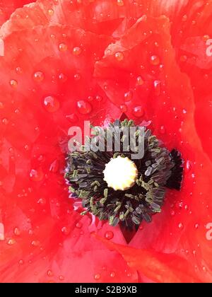 Poppy Flower. Ansicht schließen. Stockfoto