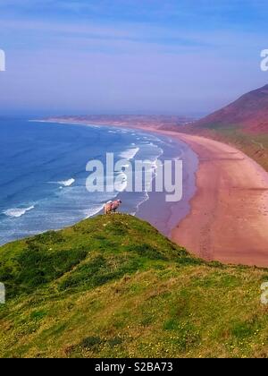 Einsame Schafe auf einer Klippe mit Blick auf Rhossili Bay, Gower, Wales. Stockfoto