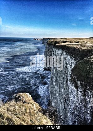 Klippen am Bempton RSPB Reservat, East Yorkshire, England, UK. Einige der letzten Seevögel der Jahreszeit und ihre Nester Festhalten an der Felswand. Stockfoto