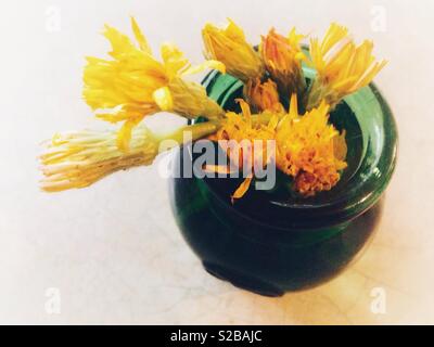 Überbelichtetes Foto von gelben Löwenzahn in einem grünen Glas Vase, gesehen von oben Stockfoto