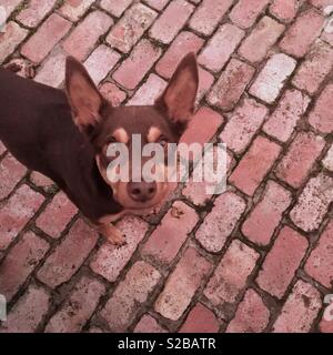 Kelpie Hund suchen bis in die Kamera Stockfoto