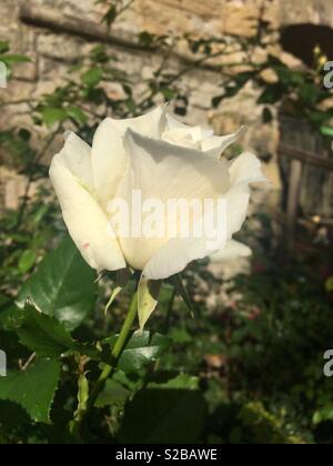 Eine einzelne weiße Rose wächst in einem ummauerten Garten Stockfoto