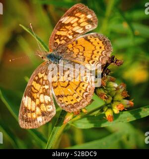 Pearl Crescent, Schmetterling, Wayne County, Pennsylvania Stockfoto