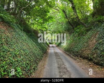 Tunnel der Bäume, country lane, Somerset, Rngland Stockfoto