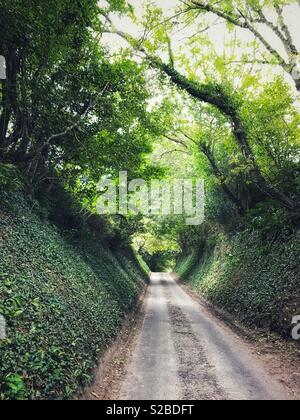 Tunnel der Bäume, country lane, Somerset, Rngland Stockfoto