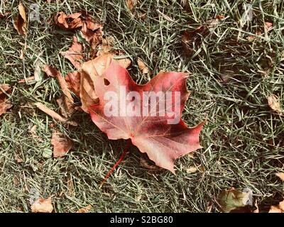 Gefallenen maple leaf auf Gras Stockfoto