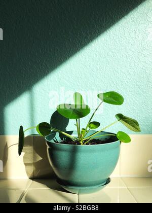 Pilea Peperomioides Anlage. Stockfoto