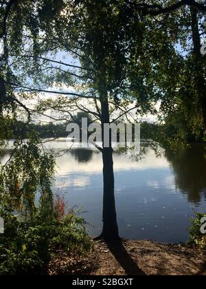 Mit Blick auf einen See durch die Bäume Stockfoto