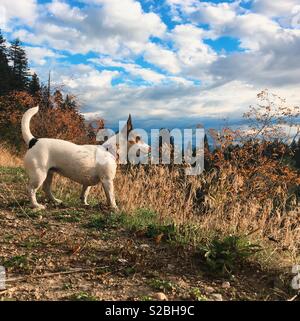 Hund stehen und auf etwas in der Ferne auf einem sonnigen Herbst Tag mit blauem Himmel und weißen Wolken über suchen. Platz crop. Stockfoto