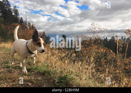 Hund wandern im Freien auf einem Wanderweg auf einen Herbst sonnigen Nachmittag versessen auf etwas im hohen Gras. Stockfoto