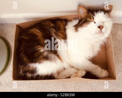 Katze schlafend in einem Schuhkarton Stockfoto