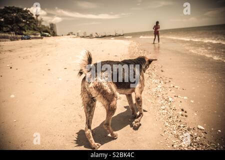 Hund zu Fuß am Strand entlang in Hua Hin Thailand Stockfoto