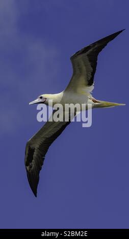 Indischen Ozean Möwe das Fliegen Stockfoto