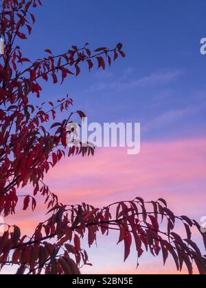 Ein Winter Kirsche auf einen Herbst Sonnenaufgang. Stockfoto