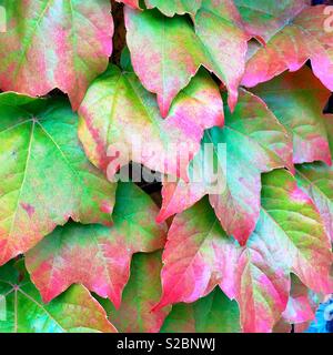 Efeu Blätter rot während der Herbstsaison, USA Stockfoto