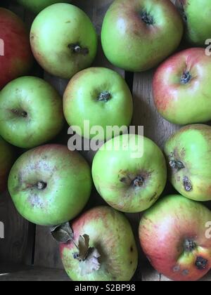 Kochen Äpfel in Holzkiste Stockfoto