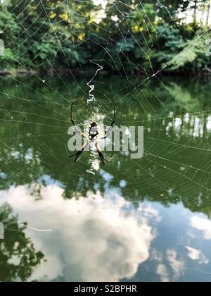 Eine riesige bunte argiope Aurantia oder gelb Garten Spider auf ihre riesigen Web neben einem See in Illinois. Stockfoto