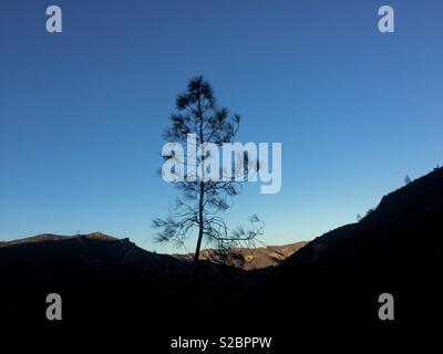 Silhouette eines allein abgewrackten Baumes auf dem Berggipfel im Pinnacles National Park. Stockfoto