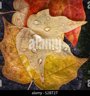 Bunte Herbst Ahorn Blätter auf dem Boden an einem regnerischen Herbst Tag gefallen Stockfoto