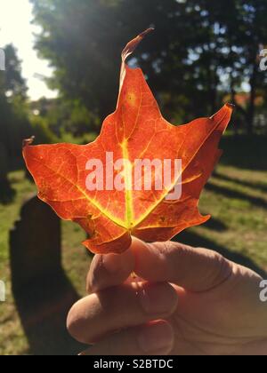 Herbst Blatt im Sonnenschein von Hand gehalten werden Stockfoto