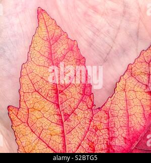 Die Venen und die Farbe eines maple leaf im Herbst im Vergleich zu den Venen und die Farbe von einer menschlichen Hand Stockfoto