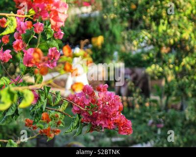 Kunst im Garten in der Pikes Ibiza Stockfoto