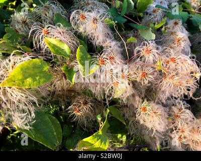 Old Man's Beard (Clematis vitalba), wilde Clematis, Traveller's Freude, wachsen in South Wales, Oktober. Stockfoto