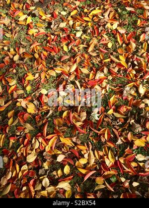 Herbst Blätter auf dem Boden zeigen, rote, gelbe, orange und grüne Gras. Stockfoto