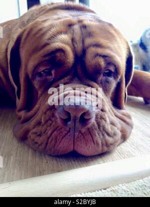 Ruhe Dogue de Bordeaux Stockfoto