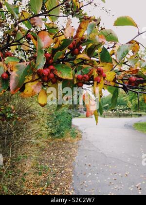 Rote Beeren auf einem Baum im Norden von London Park Stockfoto