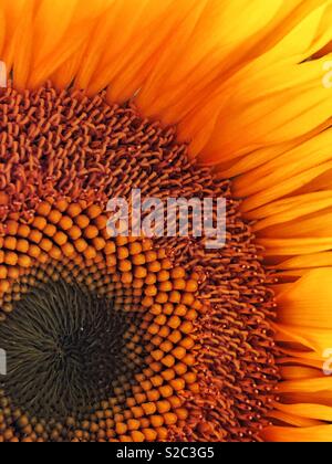 Nahaufnahme von Zentrum und Blütenblätter von kleinen, gelben Sonnenblumen Stockfoto