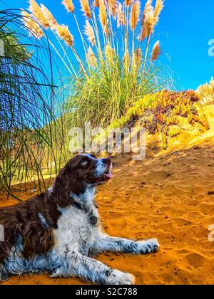 English Springer Spaniel entspannen im Schatten der Küsten Pampas Gras nach einem in den Wellen toben. Stockfoto