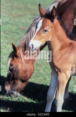 Wilde Pferde und Fohlen sind zahm und durchstreifen in New Forest England Stockfoto