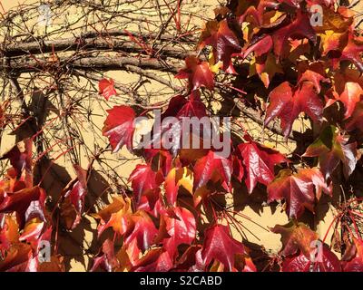 Rote Efeublätter an der Wand Stockfoto