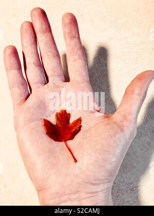 Menschliche Hand halten roten Blatt in Palm Stockfoto