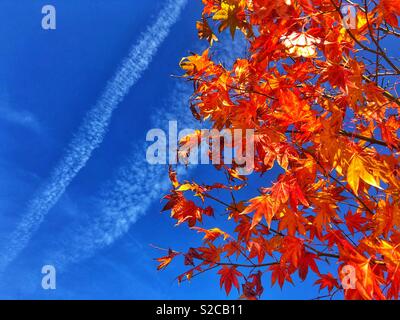 Herbstliche Acer Blätter gegen einen blauen Himmel mit Kondensstreifen von Flugzeugen. Stockfoto