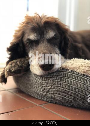 Lassen Sie schlafende Hunde liegen Stockfoto