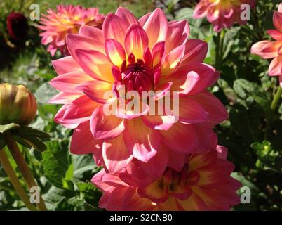 Dahlie Foxy Lady Stockfoto