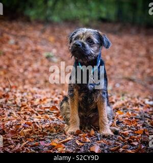 Border Terrier Welpen Stockfoto