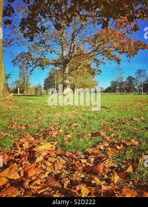 Ein Blick auf den Prospect Park in Reading, UK im Herbst. Stockfoto