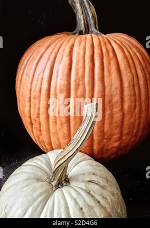 Orange und Weiß (Casper) Kürbisse für Halloween. Cucurbita pepo. Von einem Bauernhof stehen im Hudson River Valley, Westchester County NY. Stockfoto