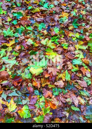 Alle farbigen Blätter auf dem Boden liegend Stockfoto