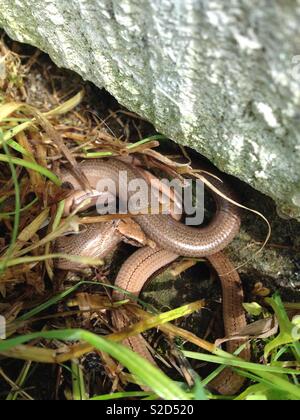 Langsam Würmer, Anguis fragilis, aalen Sie sich in der Sonne auf eine Zuteilung in Sussex Stockfoto