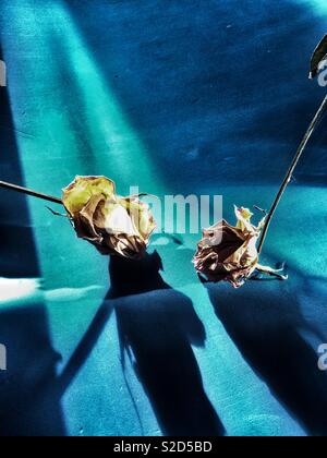 Getrocknete Narzisse und Rose isoliert Stockfoto