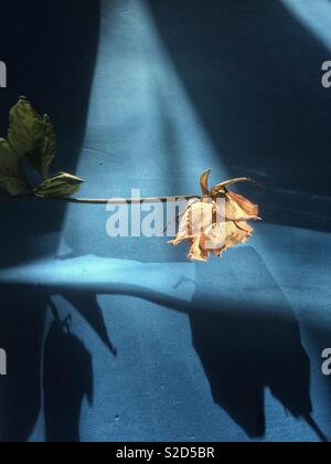 Rose getrocknet isoliert Stockfoto