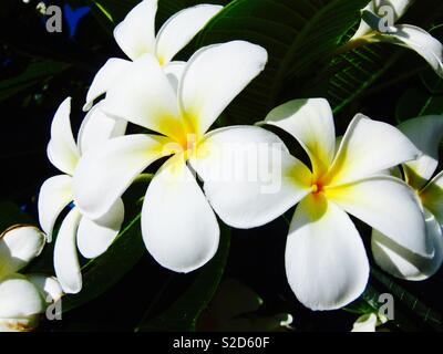 Frangipani-Blüten Stockfoto