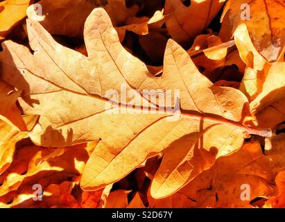Gefallene Blätter im Herbst Stockfoto