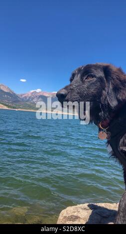 Hund am See Dillon, Colorado Stockfoto